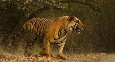 slideshow_large